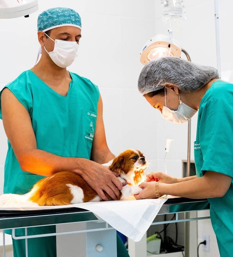 Equipe da Amigo Bicho durante procedimento cirúrgico em um cão